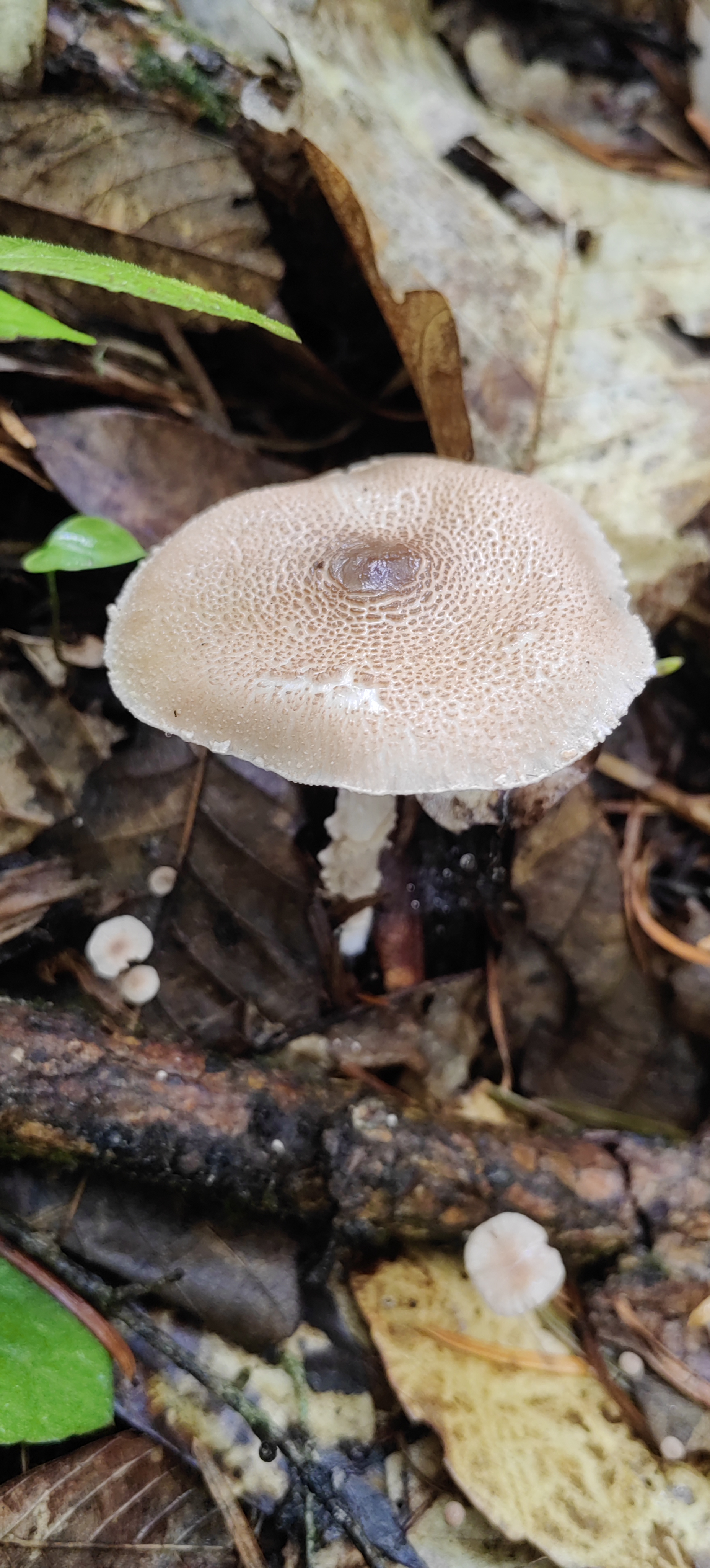 mushroomimage